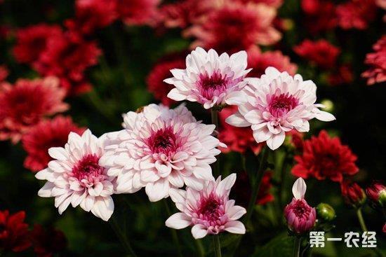 纸老虎