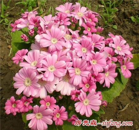关于赞美老师名言