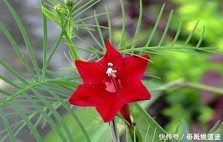 折槁振落