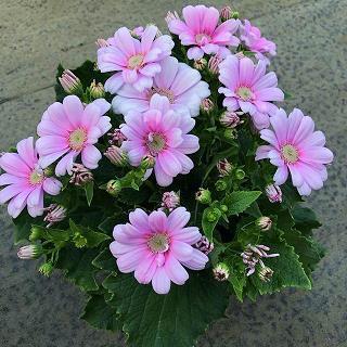 童颜鹤发