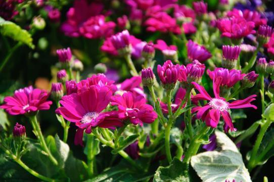 油嘴花唇