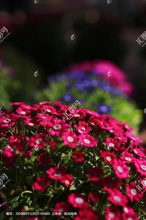 描写元宵节优美句子
