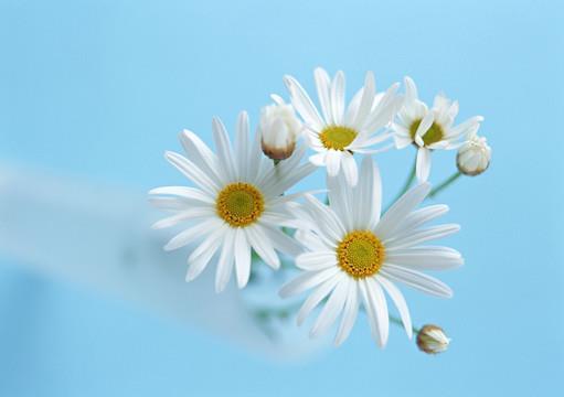 引吭悲歌