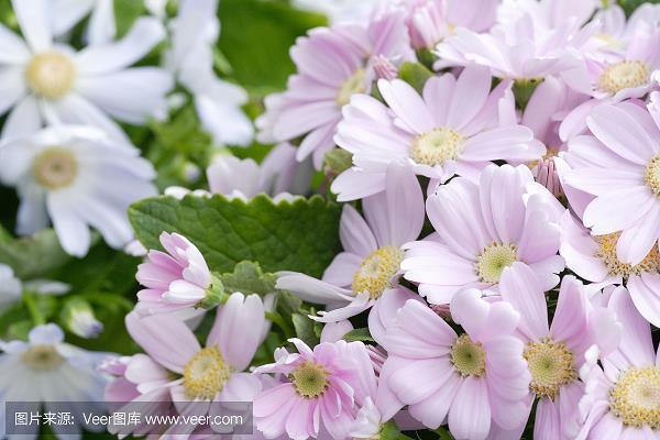 肮肮脏脏