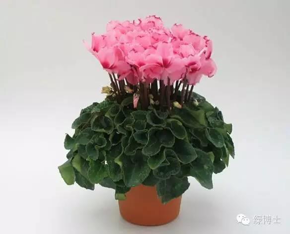 粥粥无能