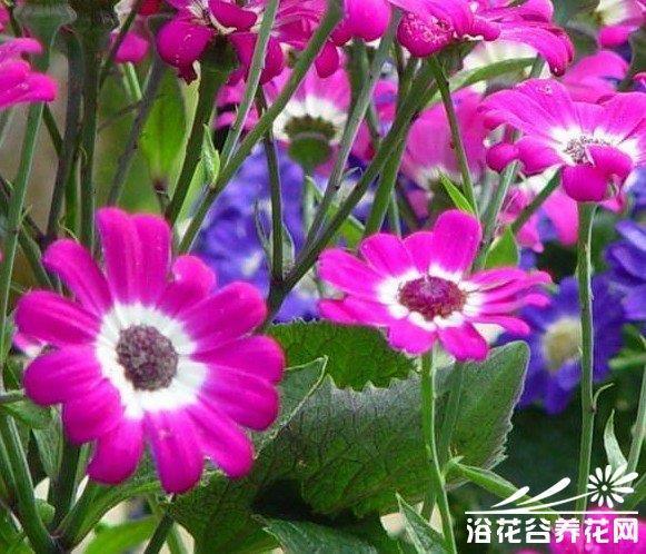 闭口结舌