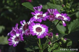 弄粉调朱