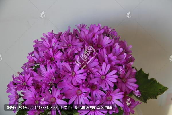 狼嚎鬼叫