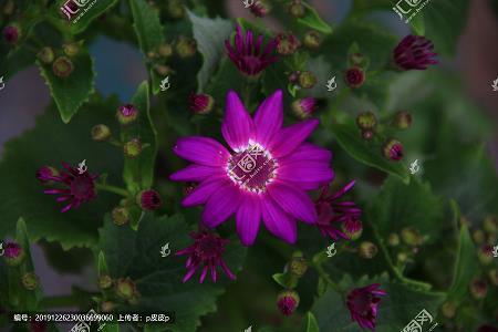 锦上添花