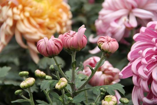 负芒披苇