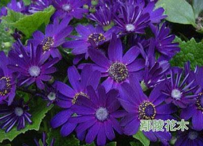 生民涂炭