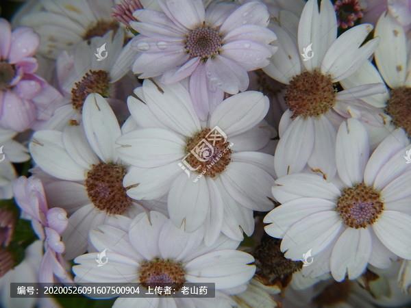 梦笔生花