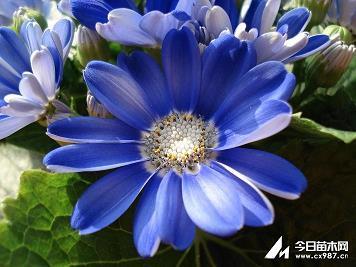 父爱如山的唯美简单句子-非常好的父爱流行句子锦集15句