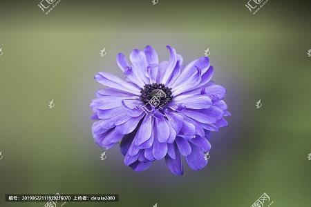 水月观音