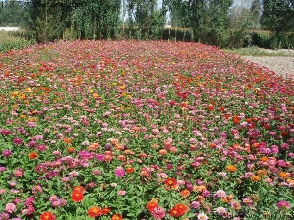 出水芙蓉