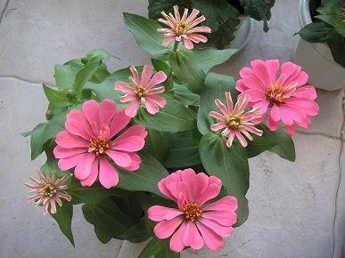 花攒绮簇