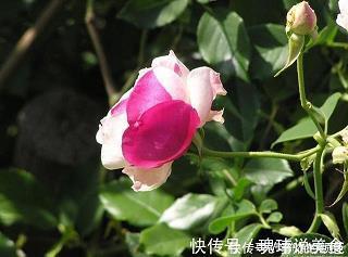 三言两语