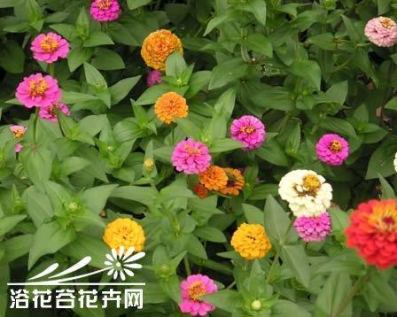 红炉点雪