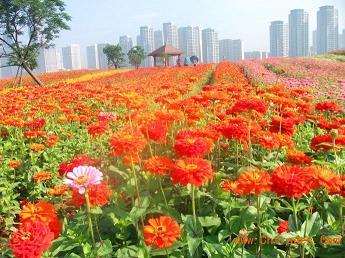 群情鼎沸