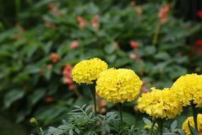 沂水弦歌