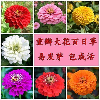 五鬼闹判