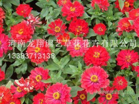 兴云布雨