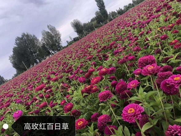 肥鱼大肉
