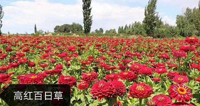 白白朱朱