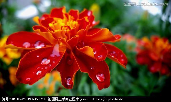 繁花似锦