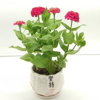 察颜观色