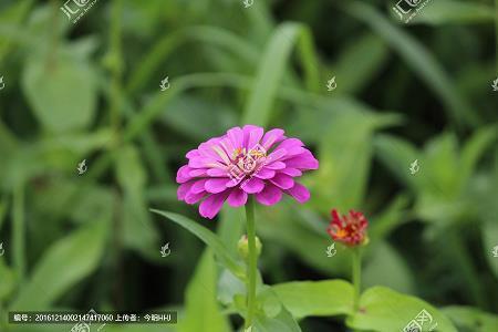 松柏之茂