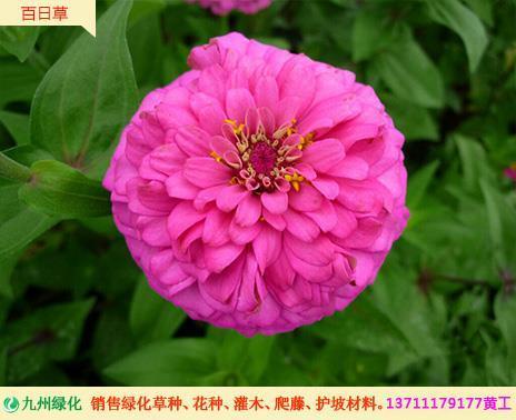 蕙心兰质