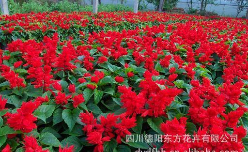 托孤寄命