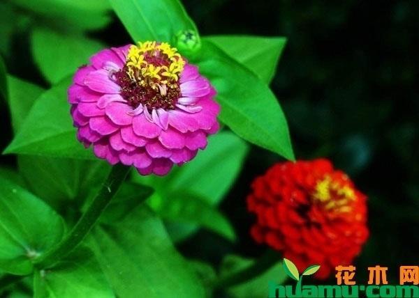 濯缨弹冠