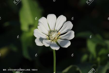 摧枯折腐