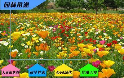 八面圆通