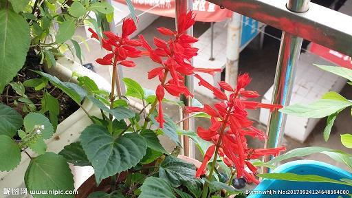 花前月下
