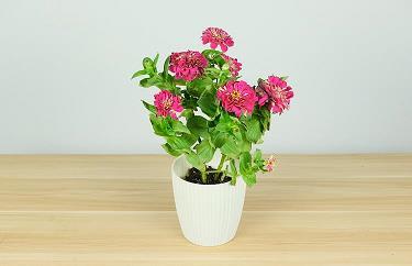 久违朋友问候短信