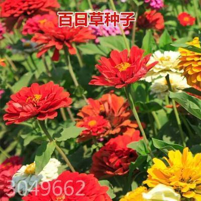 点金作铁