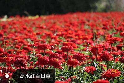 杳无人迹