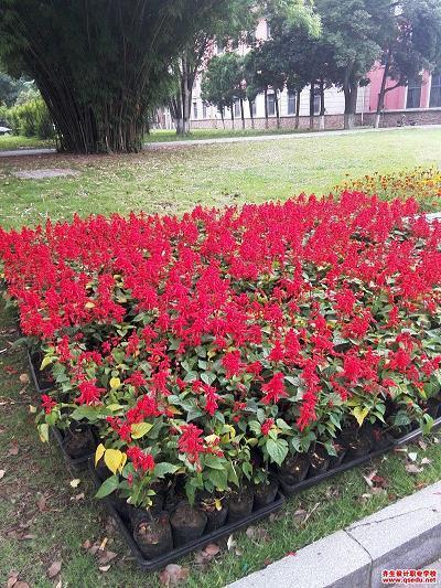 鳌愤龙愁