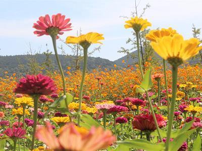 民亦劳止，汔于小康