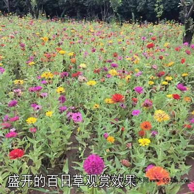 绸缪桑土