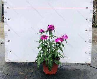 拔诸水火，登于衽席