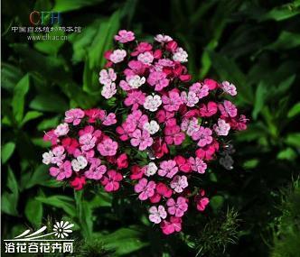 负驽前驱
