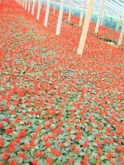 枯树生花