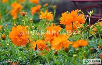 僵桃代李