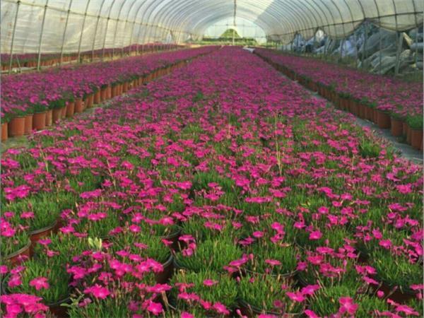 芒刺在躬