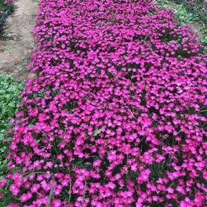 铁树开花