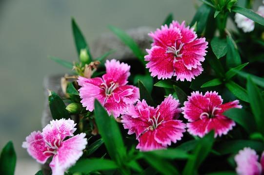 花烛洞房